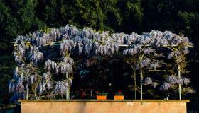 Pianta in autunno per avere un pergolato a prova di primavera