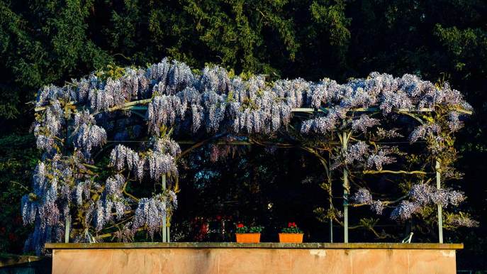 Bouganville, gelsomino e glicine trasformano il pergolato in una stanza a cielo aperto