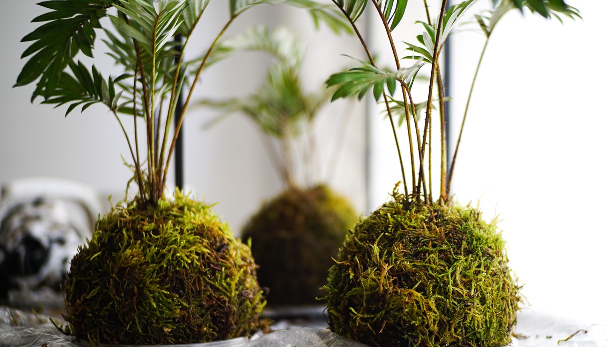 Kokedama con piccole palme che crescono da sfere di muschio verde, appoggiate su sottovasi trasparenti