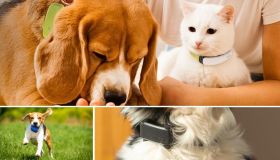 Come uno smartwatch, ma per il tuo cane: i collari smart che monitorano la salute