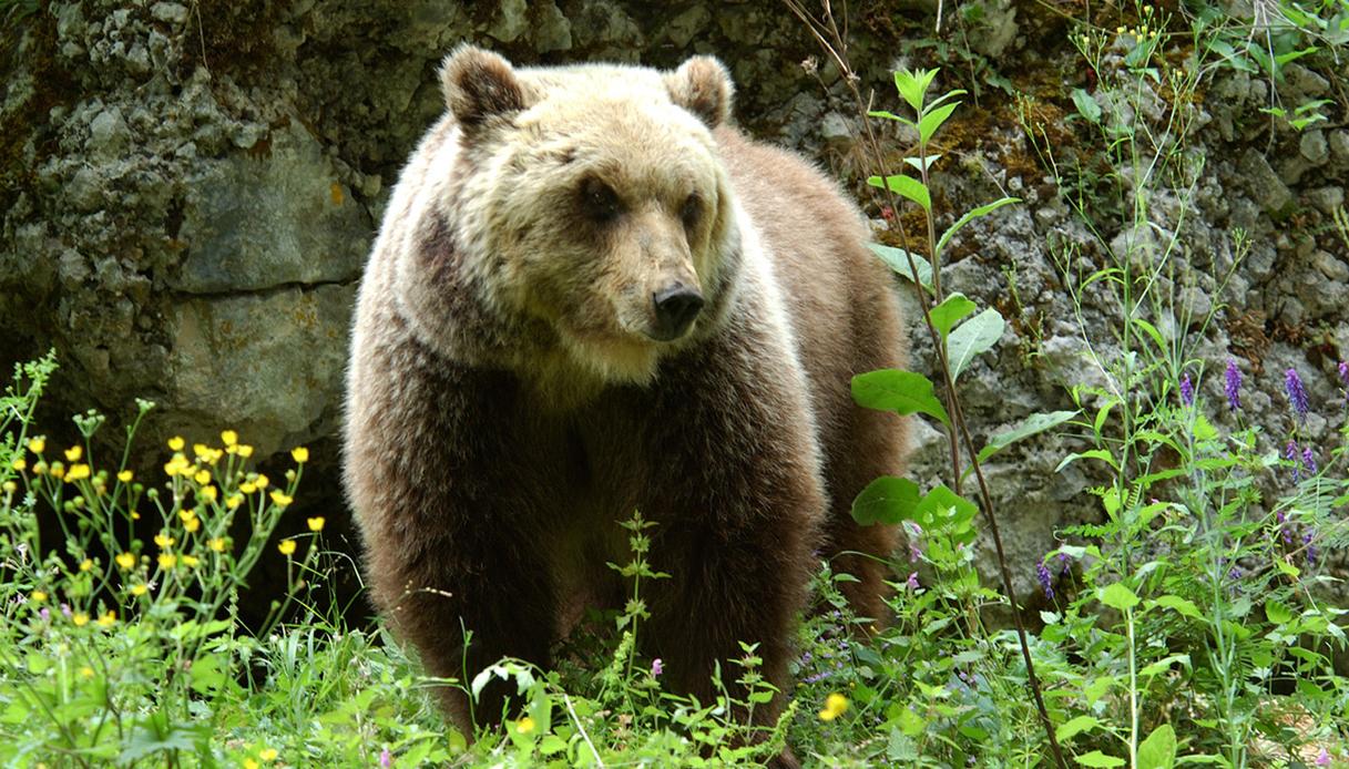 orfana a 4 mesi oggi l8217orsa nina si prepara al suo secondo inverno libera da Dilei.it orfana a 4 mesi oggi l8217orsa nina si prepara al suo secondo inverno libera