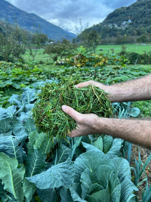 Due mani tengono una manciata di erba tagliata sopra un&rsquo;aiuola di cavoli bagnati di rugiada, con l&rsquo;orto e le montagne sullo sfondo