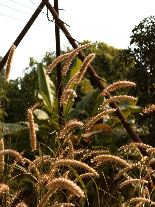 Spighe piumose di Pennisetum in controluce, inarcate sopra il fogliame, con vegetazione fitta e cielo chiaro sullo sfondo