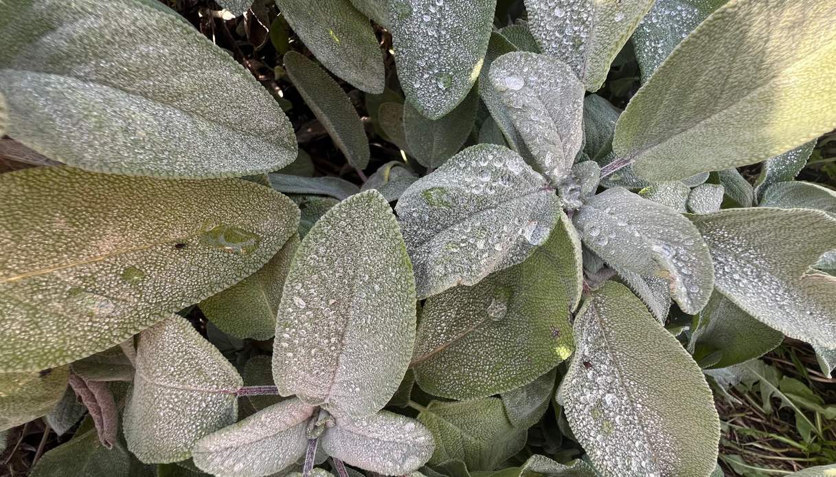 Primo piano dall&rsquo;alto di una pianta di salvia con le foglie vellutate coperte di goccioline di rugiada