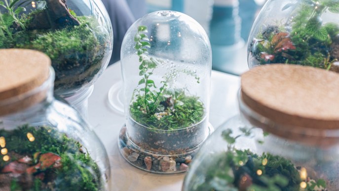 Kokedama e Terrarium, micro-giardini di design da usare come centrotavola sofisticati