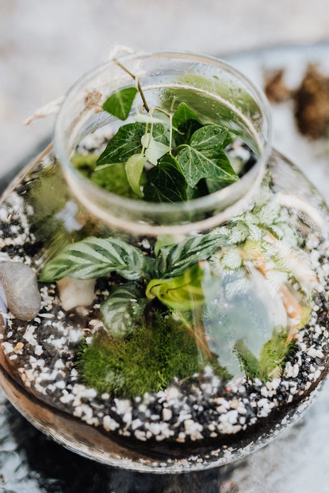 Terrarium in vaso di vetro visto dall&rsquo;alto con edera, calathea striata, fittonia e muschio su ghiaia bianca e nera, con gocce d&rsquo;acqua sulle foglie